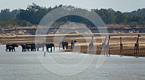 Giraffes looking at elephants drinking in the river