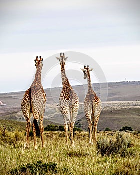 Giraffes looking to the future