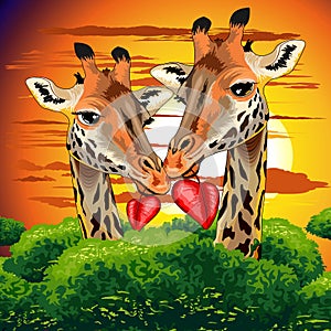 Giraffes in Love in Wild African Savanna Valentine s Day Vector Illustration