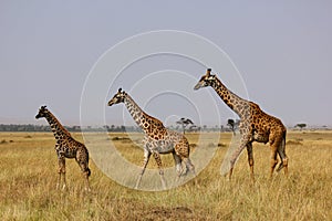 Giraffes in Masai Mara