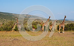 Giraffes in Masai Mara, Kenya