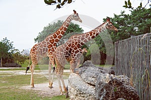 Giraffes in the Miami Metro Zoo photo