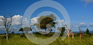 Giraffes. Mikumi National Park, Tanzania