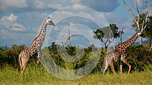 Giraffes. Mikumi National Park, Tanzania