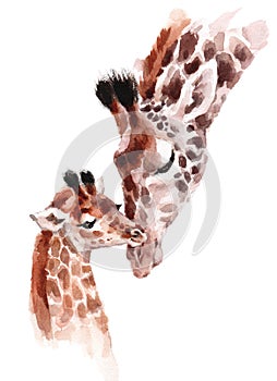 Giraffes Mother and Baby Watercolor hand painted wild animal illustration isolated on white background