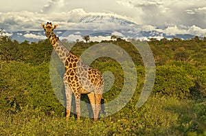 Giraffes and Mount Kilimanjaro in Amboseli National Parkst National Park