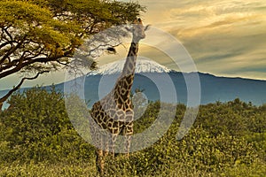 Giraffes and Mount Kilimanjaro in Amboseli National Parkst National Park