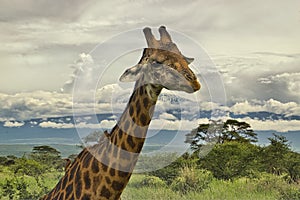 Giraffes and Mount Kilimanjaro in Amboseli National Parkst National Park