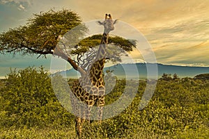 Giraffes and Mount Kilimanjaro in Amboseli National Parkst National Park