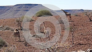 Giraffes on a mountain range at Palmwag area