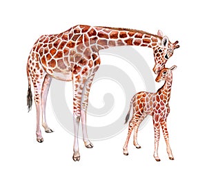 Giraffes. Mum with baby isolated on white background. Chilhood. Watercolor