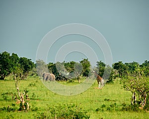 Giraffes Murchison Falls National Park Uganda