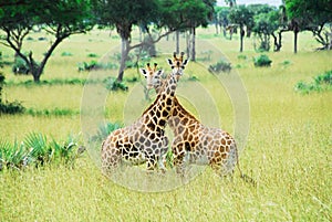 Giraffes, Murchison Falls National Park (Uganda) photo