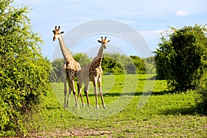 Giraffes in namibia