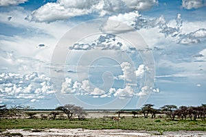 Giraffes, Namibia, Africa photo