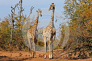 Giraffes in natural habitat