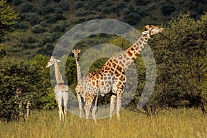 Giraffes in natural habitat