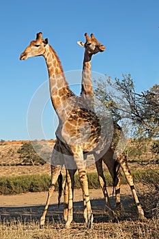 Giraffes in natural habitat, Kalahari desert, South Africa