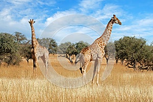 Giraffes in natural habitat, South Africa