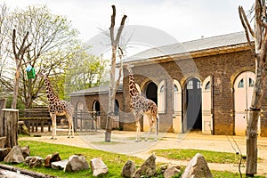 Giraffes near a barn surrounded by trees in a zoo in London