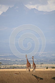 Giraffes near Mt Kenya_2