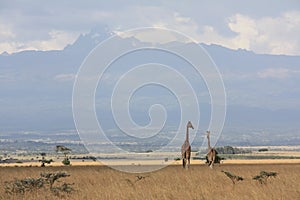 Giraffes near Mt Kenya
