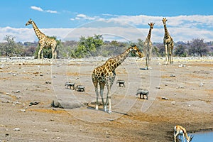 Giraffes near a water hole in Etosha National Park, Namibia