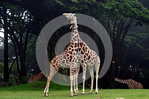 Giraffes Necking