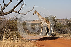 Giraffes in Northwest, South Africa.