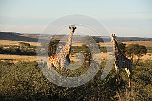 Giraffes in Northwest, South Africa.