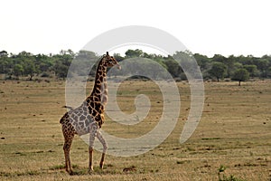 Giraffes in Northwest, South Africa.