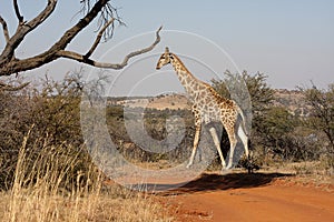 Giraffes in Northwest, South Africa. photo