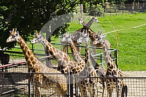 Giraffes, Olomouc Zoo