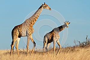 Giraffes in open grassland