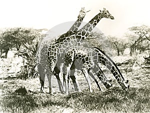 Giraffes out grazing photo