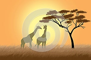 Giraffes over sunrise near acacia
