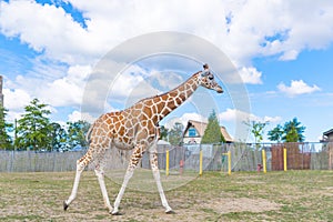 Giraffes in park,  Beautiful giraffe wildlife animals