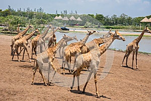 Giraffes photographed in Safari World park in Bangkok