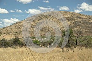 Giraffes at Pilanesberg National Park, South Africa.