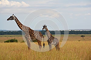 Giraffes on the plains in Africa