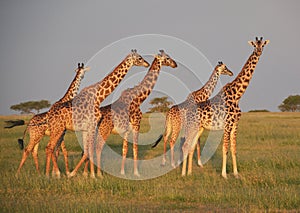Giraffes on the plains in Africa