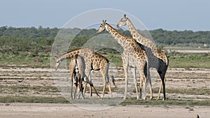 Giraffes on plains of Etosha National Park