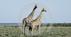 Giraffes on plains of Etosha National Park