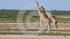Giraffes on the plains of Etosha National Park