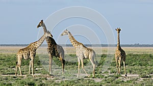 Giraffes on plains of Etosha National Park