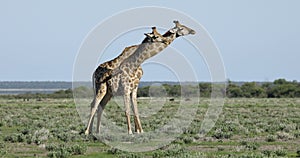 Giraffes play fighting - Etosha