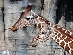 Giraffes