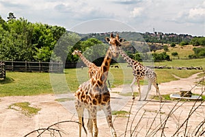 Giraffes in Prague zoo.  Giraffes at an open range zoo. Walking giraffes.