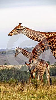 Giraffes reaching for a dream