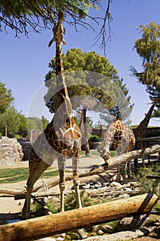 Giraffes at Reid Park Zoo, Tucson, Arizona